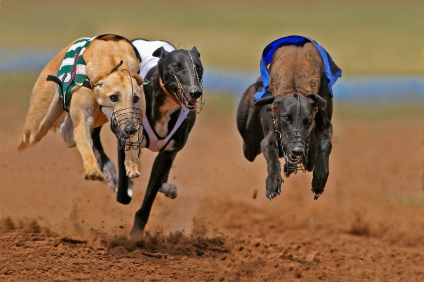 Should West Virginia Cease Greyhound Racing? Officials Have Polarizing Views (Casino.org)