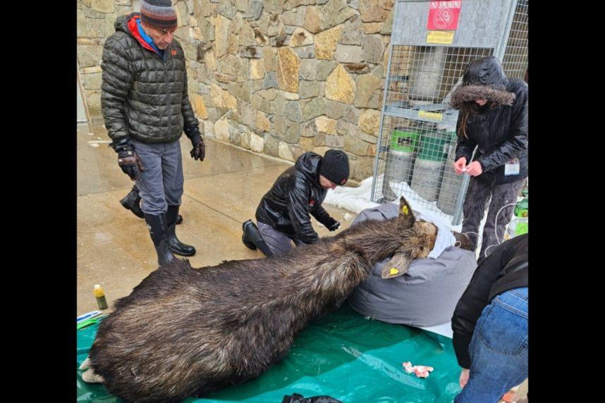 Canadian Moose Relocated, Safe After Stopping by Casino in Ontario (Casino.org)